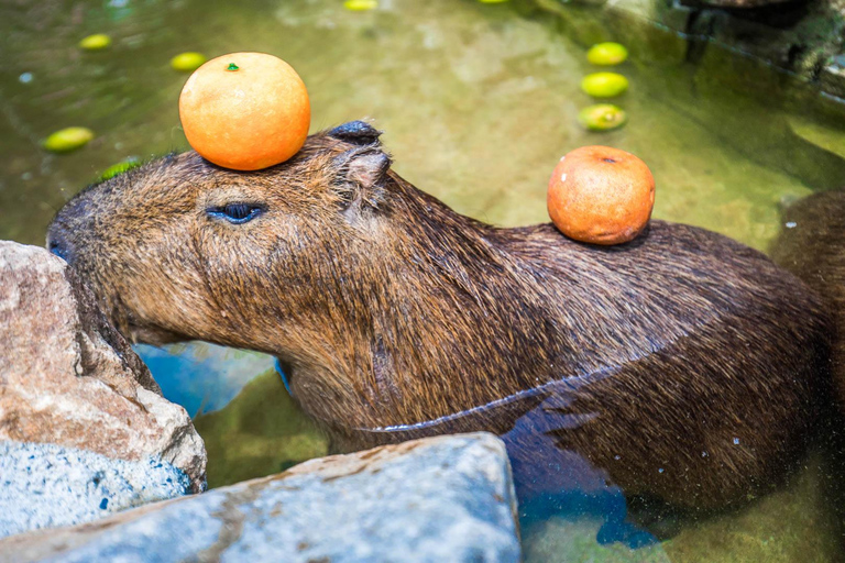 Da Taipei: Tour di un giorno di animali divertenti e naturali a Yilan