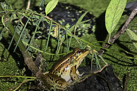 Puerto Jimenez: Jungle Night Walk near Corcovado NP