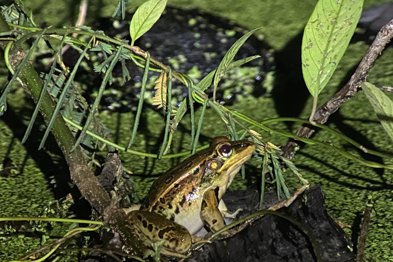Puerto Jimenez: Jungle Night Walk near Corcovado NP