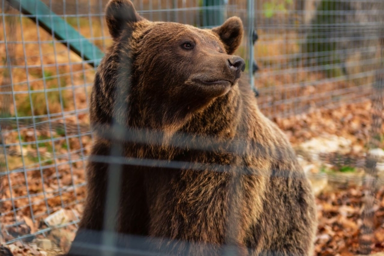 Z Bukaresztu: Bear Sanctuary & Dracula's Castle TourZ Bukaresztu: Libeary Bear Sanctuary i Zamek Drakuli