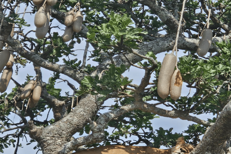 4-Day Safari Tour to Tarangire, Serengeti & Ngorongoro