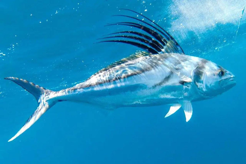 Playa Mantas: Beach Fishing Tour Beach Fishing Tour at Playa Mantas