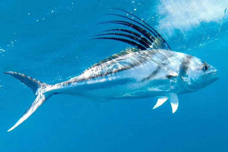 Playa Mantas: Beach Fishing Tour Beach Fishing Tour at Playa Mantas