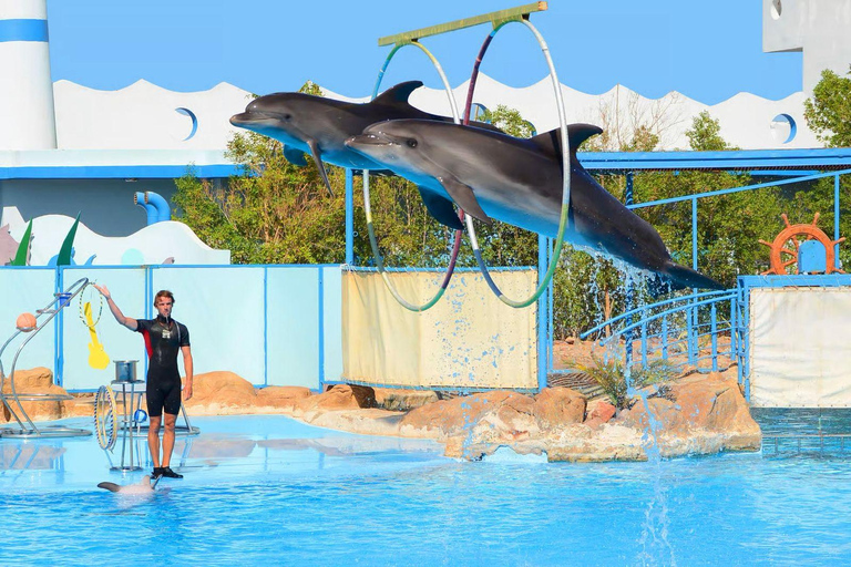 Hurghada: Dolphin Show, Snorkeling, submarine& Bedouin Tour