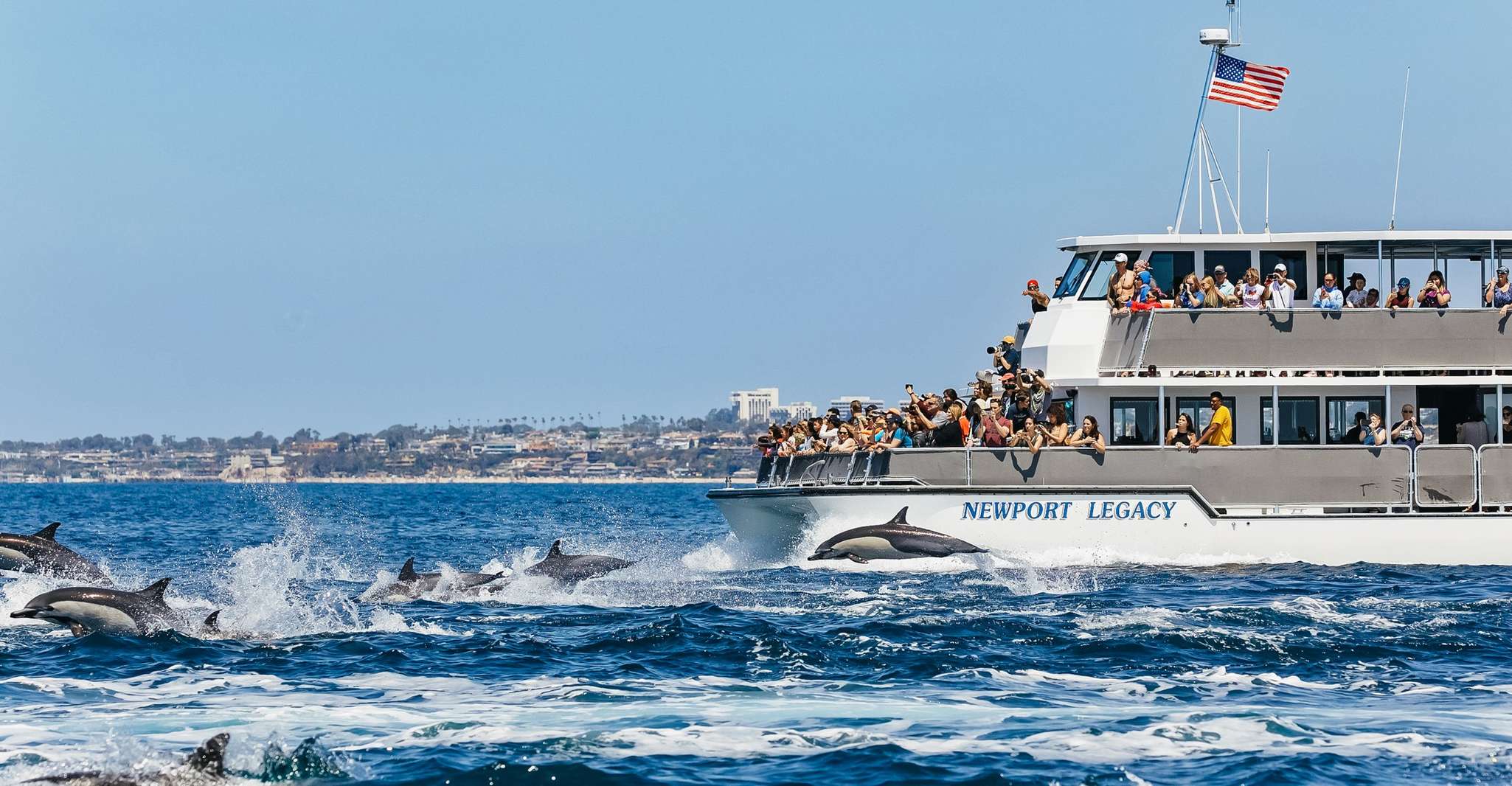 Newport Beach, 2-Hour Whale Watching Tour - Housity