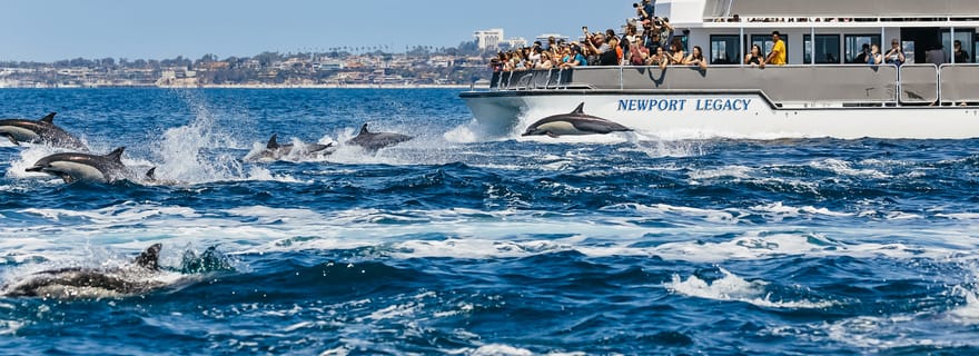 Newport Beach : 2 heures d'observation des baleines