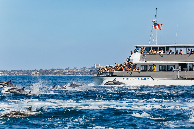 Newport Beach: 2 timmars valskådningsturNewport Beach: Valskådning på två timmars båtutflykt