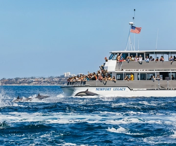 Newport Beach: Excursão de 2 horas para observação de baleias