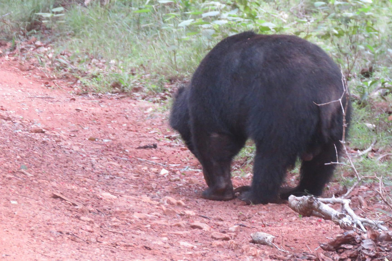 From Galle/Mirissa/Hikkaduwa - Yala Safari - Drop-off : Ella12 h Yala National Park Full Day Safari