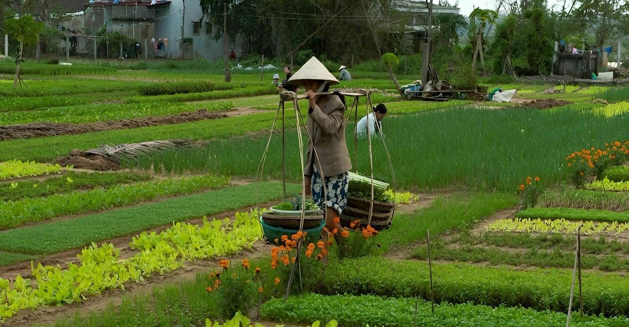 骑自行车的Tra Que Village蔬菜农场体验 - Housity