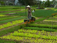 Tra Que Village Vegetable Farm Experience en vélo - Housity