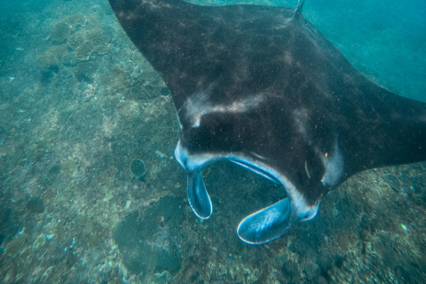 Nusa Penida: Snorkeling 3 Spots with GoPro & West Land Tour Snorkeling 3 Spots with West Land Tour - Meet at Penida Port