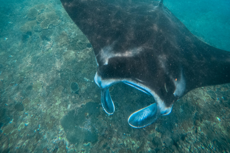 Nusa Penida: Snorkeling 3 Spots with GoPro & West Land Tour Snorkeling 3 Spots with West Land Tour - Meet at Penida Port