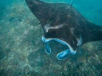 Nusa Penida: Snorkel en 3 Puntos con GoPro y Excursión por Tierra Occidental