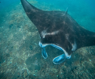 Nusa Penida: Snorkeling in 3 punti con GoPro e tour della terra occidentale