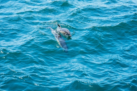 Van Malaga: Gibraltar en Dolphin Sightseeing-boottochtVan Malaga