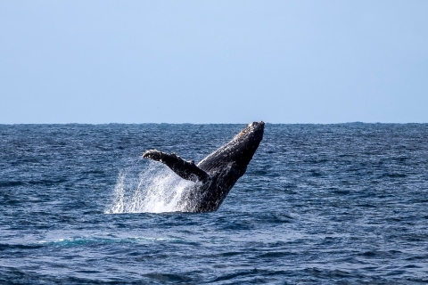 Tout en un - Dauphins, baleines, plongée en apnée et déjeuner à bord