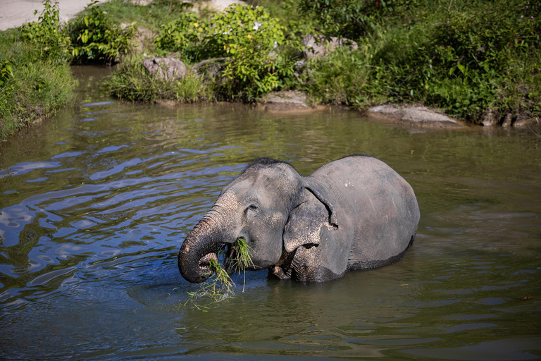 Phuket: Bukit Elephant Park Walk and Feed Tour