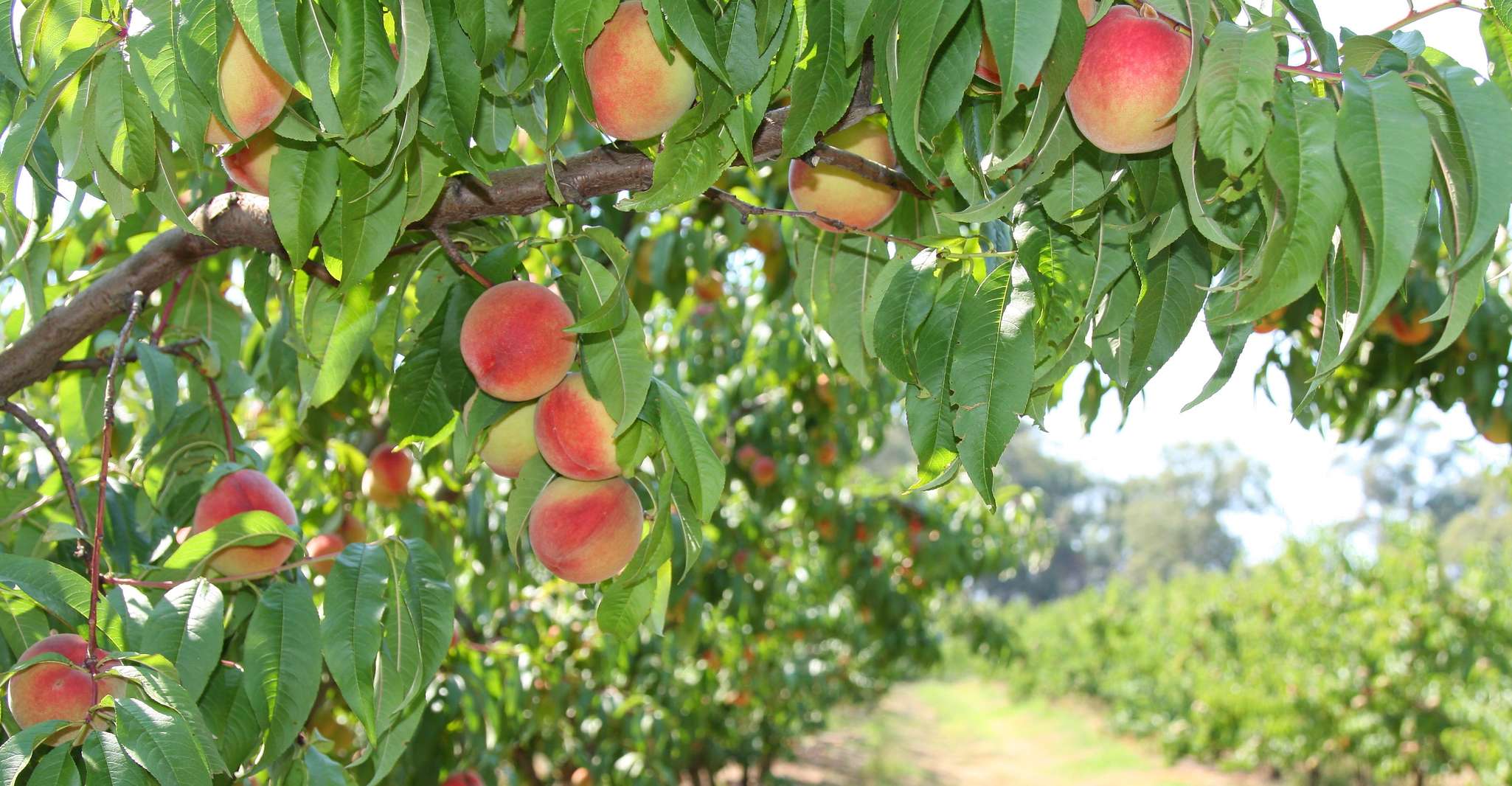 Fruit Picking & Nature Tour Yarra Valley & Warburton, Warburton, Australia