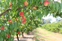 Fruit Picking & Nature Tour Yarra Valley & Warburton - Housity