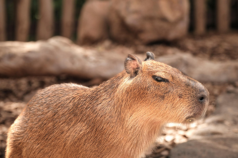 Bali Zoo: Capybara Brunch & Observation Experience Capybara Brunch Experience with Transfer