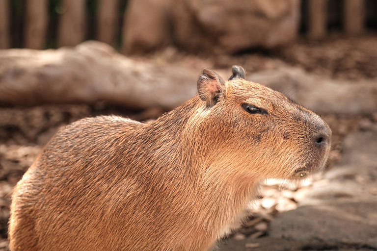 Bali Zoo: Capybara Brunch & Observation Experience Capybara Brunch Experience with Transfer