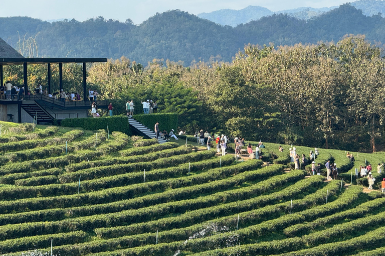 Chiang Rai: Explore Top 7 Attractions + FREE Lunch Buffet