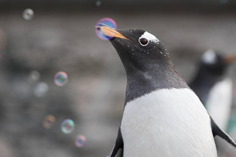 Bergen: Ticket de entrada al Acuario de Bergen