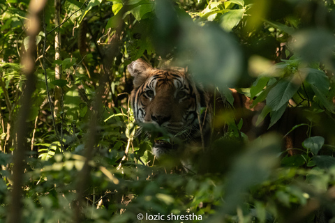 Chitwan National Park: Tower Night Stay from Kathmandu