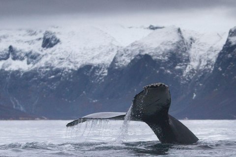 Tromsø: Orca and Whale Watching Heated Boat Trip Tromsø: Orca and Whale Watching comfort heated boat Trip