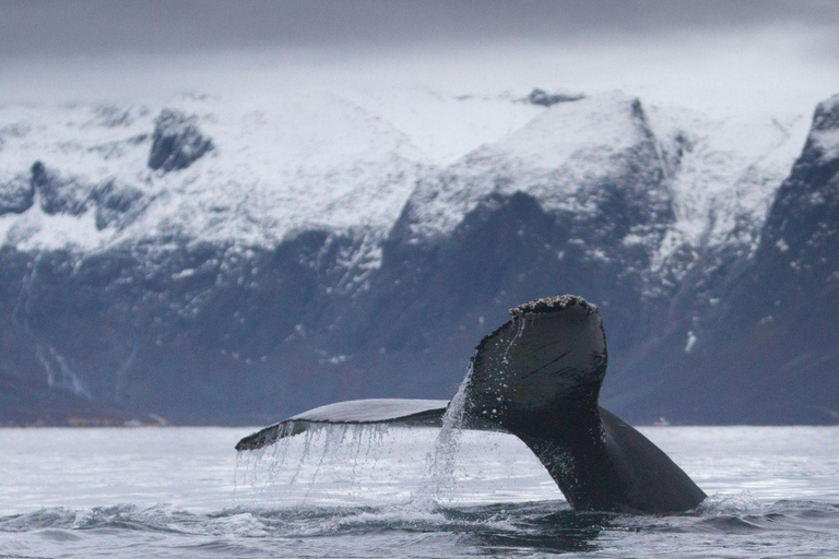 Tromsø: Orca and Whale Watching Heated Boat Trip Tromsø: Orca and Whale Watching comfort heated boat Trip