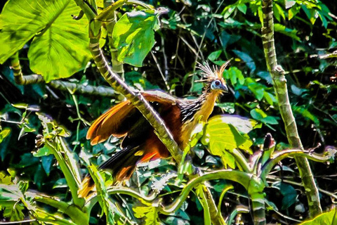 Iquitos: Amazon 4 days | Nanay River, Monkeys