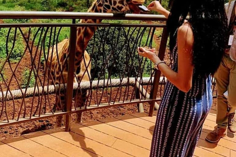 Nairobi: Giraffe Centre Visit and Giraffe Feeding Experience