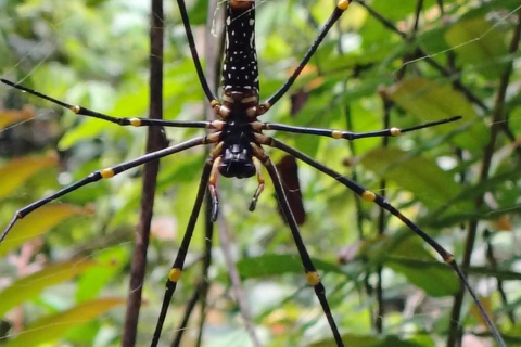 From Colombo/Kalutara: Full-Day Sinharaja Guided Eco Trek