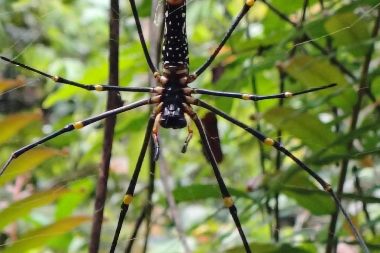 From Colombo/Kalutara: Full-Day Sinharaja Guided Eco Trek