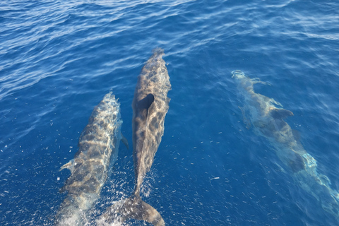 Gili Trawangan: Dolphin Watching and Private Snorkeling Tour