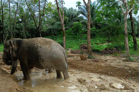 Programme de nuit au Sanctuaire éthique des éléphants de Khaolak