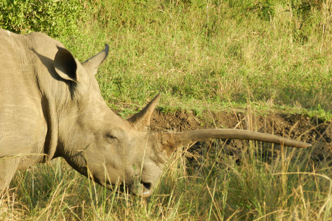 Hluhluwe-iMfolozi Park - Open Safari Vehicle Game Drives