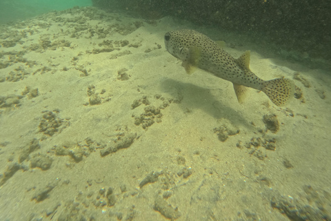 Mirissa: snorkeling privato con le tartarughe e tour fotograficoMirissa: Private Turtle Snorkeling and Photography Tour