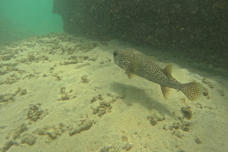 Mirissa: snorkeling privato con le tartarughe e tour fotograficoMirissa: Private Turtle Snorkeling and Photography Tour