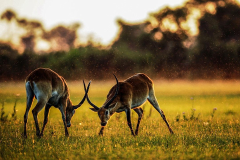 2 jours 1 nuit parc national nyerere de zanzibar par vol