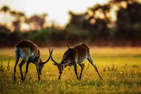 2 Tage 1 Nacht Nyerere-Nationalpark ab Sansibar per Flug