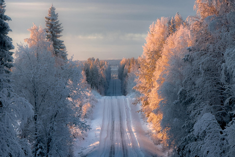 Rovaniemi: Snowmobile Safari & Reindeer Encounter