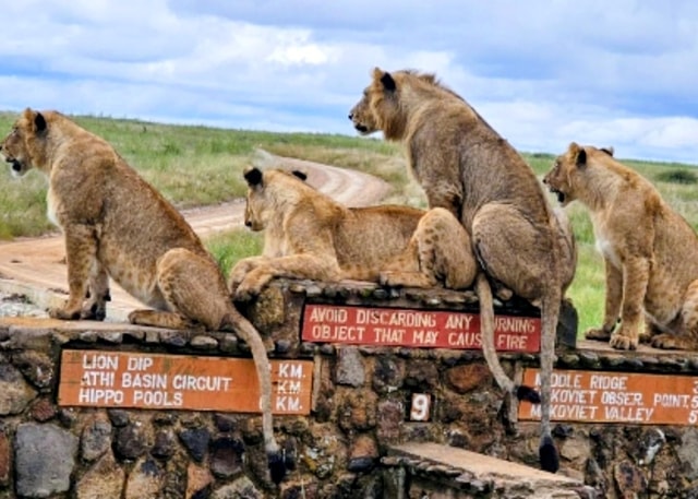 Nairobi National Park Layover Tour:Airport pickup & drop off