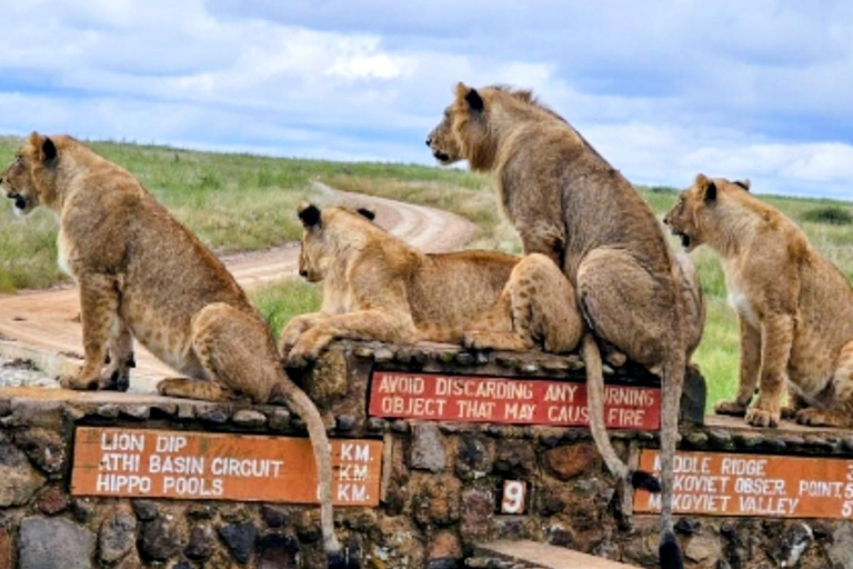 Airport: Nairobi National Park layover tour- pickup/drop-off