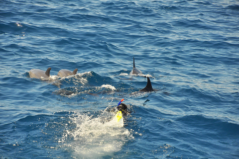 Hurghada: Isola Giftun di lusso con snorkeling/pranzo e massaggioTour da: Sahl Hasheesh/Makadi Bay/Gouna/Safaga/Soma bay