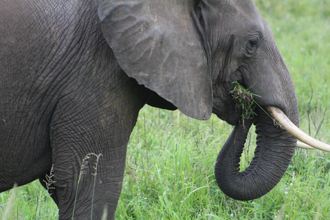 SAFARI DELLA FAUNA SELVATICA 3 GIORNI E 2 NOTTI DA ZANZIBAR A MIKUMI