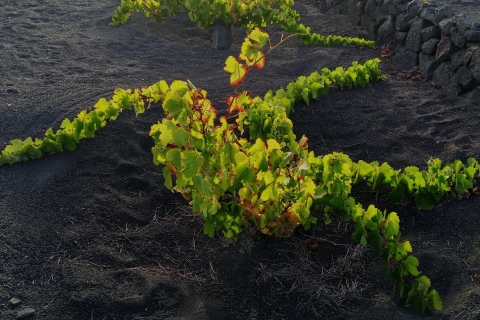 L'œnotourisme à Lanzarote : les premiers vignobles à Masdache