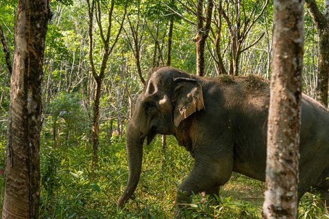 Depuis Phuket : quad, tyrolienne, rafting et faune à Khao LakFrom Phuket: Khao Lak ATV, Zipline, Rafting &amp; Wildlife Tour