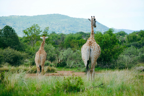 Arusha National Park: Day Trip with Walking Safari & Canoe Shared Day Trip Transfer & Game Drive (Fees Excluded)